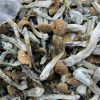 z-strain magic mushroom