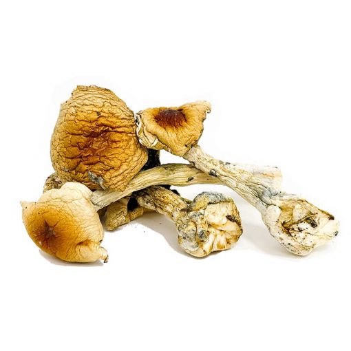 Costa Rican Magic Mushrooms (28g)