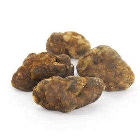 psilocybe galindoi truffles for sale, magic truffles for sale, buy bulk magic truffles online, bulk magic truffles for sale, buy bulk magic truffles online, bulk magic truffles for sale